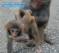 Bibi being groomed by mom, Bee