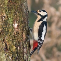 Strakapoud - Great-Spotted-Woodpecker