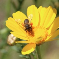 Honeybee on Garland Daisy, Grand Avenue Bridge, Del Mar, California