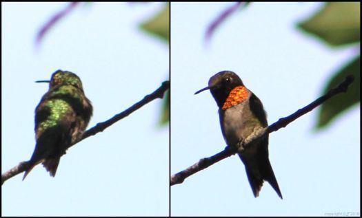 Ruby Throated Hummingbirds - female - male