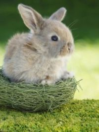 Easter Bunny