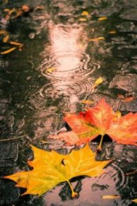 Leaves in the Rain