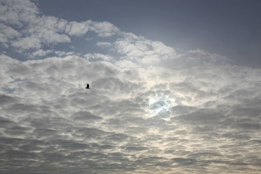 Cloud and Bird Manchester