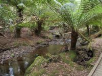 Russell Falls - a lovely ferny walk to them - Tasmania