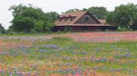 Texas Bluebonnets