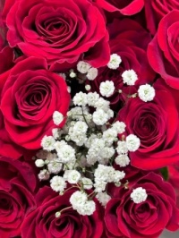 A red rose, or two, or more!