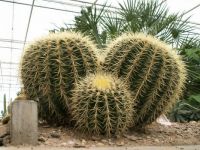 Beauty of cactus - Golden ball cactus