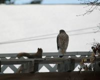 Merlin and squirrel