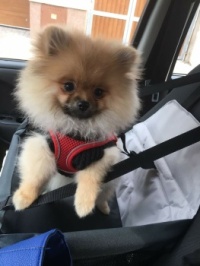 Nelinka in the car