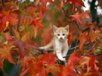 Kitten on autumn tree