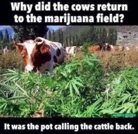 Why Did Cows Return to the Marijuana Field?