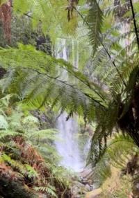 Waterfall in the Jungle