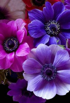 Anemone Pink and Purple