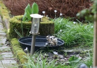 Female woodpecker having a bath (Grote bonte Specht)