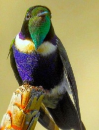 Hyacinth Visorbearer Hummingbird=====7