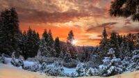 Winter forest sunrise