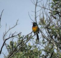 Nectarinia violacea - Orange breasted Sunbird