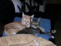 CareBear and Scamp