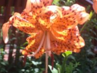 Asiatic lilly at pond 2015