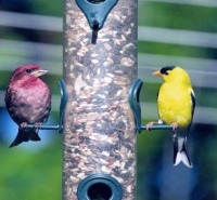 "Purple Finch and American Goldfinch"