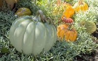 pumpkin-garden