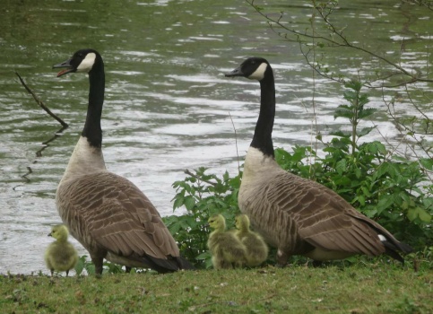 Canada geese.