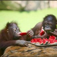 Wild for Wildlife and Nature - Snacktime