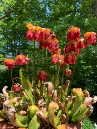 Pitcher plants on back deck