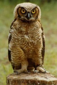 Backyard Owl
