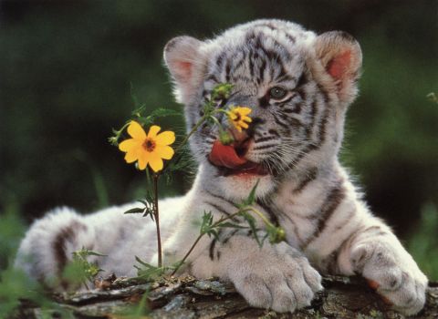 Whiter Tiger Cub :D