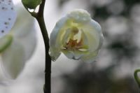 Orchid 2