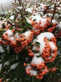 Southern France, snow berries