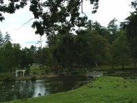 Manchester, NH / Pond with ducks
