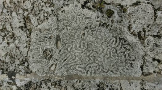 Fossilized Coral Stonework