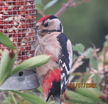 Solve Juvenile Greater Spotted Woodpecker jigsaw puzzle online with 64