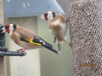 Two hungry Goldfinches