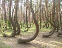 trees in Poland