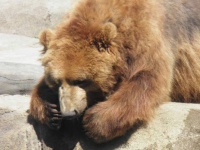 columbus bear 2