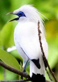 "Bali Starling - Endangered Species"