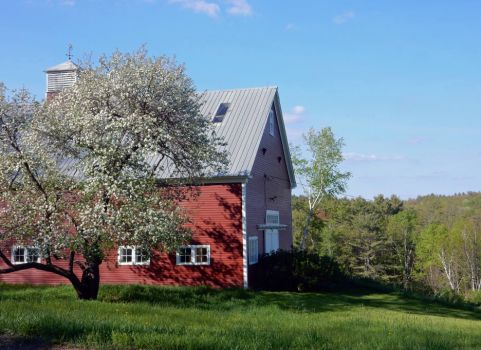 Apple Tree and Red Barn