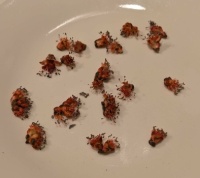 You tell me: ear mites or red-maple blossoms?