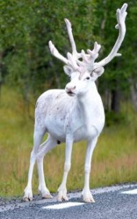 Albino Reindeer