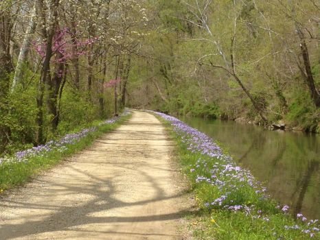 C&O Canal Towpath in spring
