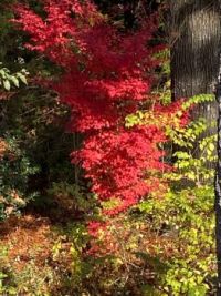 My Oregon vine maple