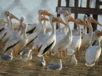 Pelicans at Local Lake