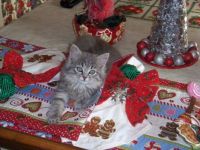 My Christmas Kittens - Gracie