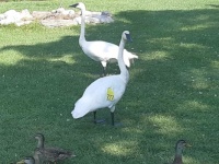 Morning visitors!