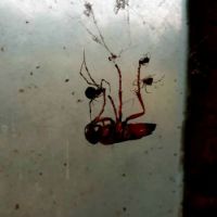 Five Spiders & a Wasp