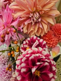 Dahlias