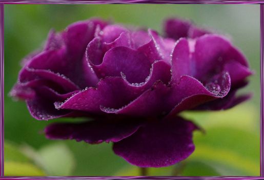Purple Rose (96)